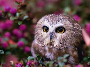 Cute Owl Wallpaper With Purple Background Hd Wallpapers