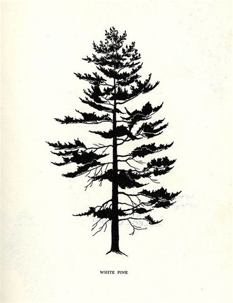 Pin By Stephanie Reilly On Maine Pine Tree Drawing Pine Tree Tattoo