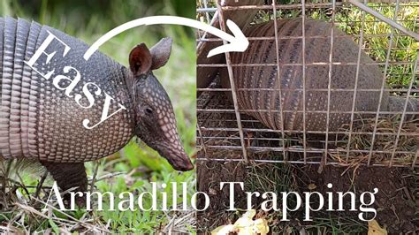 How To Trap An Armadillo The Easy Way No Bait Required Youtube