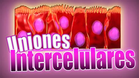 Tejido Epitelial 🔬 Uniones Intercelulares Glándulas Exocrinas Y
