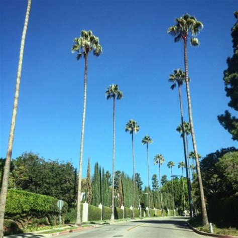 The Palm Tree Lined Streets As Seen During Celebrity Homes Tours Of