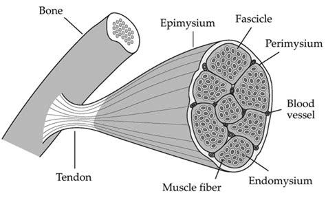 Skeletal Muscle Structure Of Skeletal Muscle