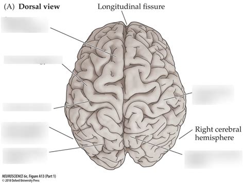 Neuro Dorsal View Of Brain Diagram Quizlet