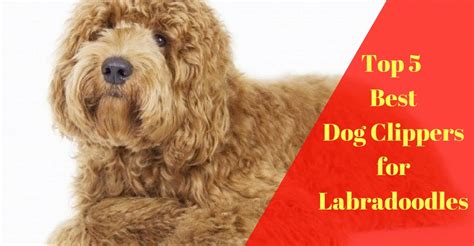 Maybe to save money by not going to the run your clippers with the 1 inch attachment over their cheeks and then move to the body of your dog. Top 5 Best Dog Clippers for Labradoodles 2018 | Dog ...