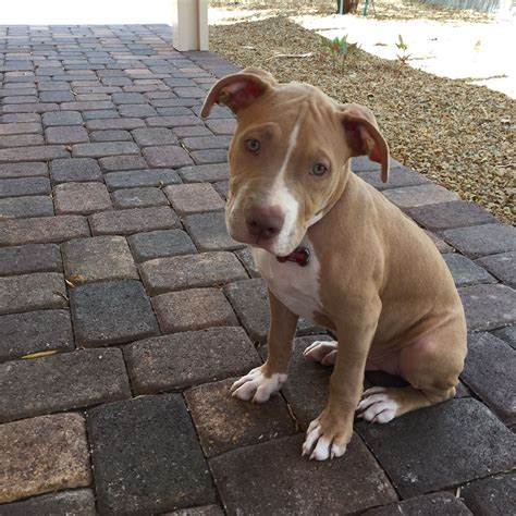 3 Month Old Pitbull Puppy