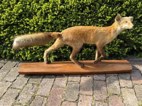 Antique Vintage Red Fox Full Standingbody Mount Taxidermy Taxidermied