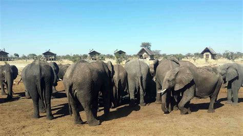 Around 90 Elephants Found Dead In Botswana Poaching Feared Cgtn