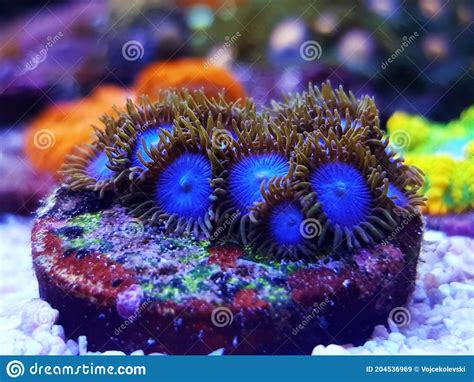 Blue Smurf Colony Of Zoanthus Polyps Soft Coral Stock Image Image Of