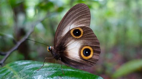 Butterfly Eyespots Reuse Genetic Code For Legs Wings And Antennae
