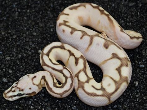 © exotic insanities 1 out of 22. Calico Lesser Pastel Spider - Morph List - World of Ball ...
