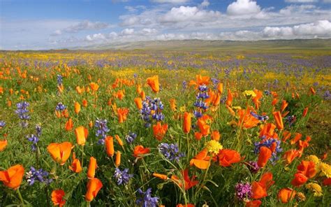 Wild Flowers In Meadow Wallpapers Wallpaper Cave