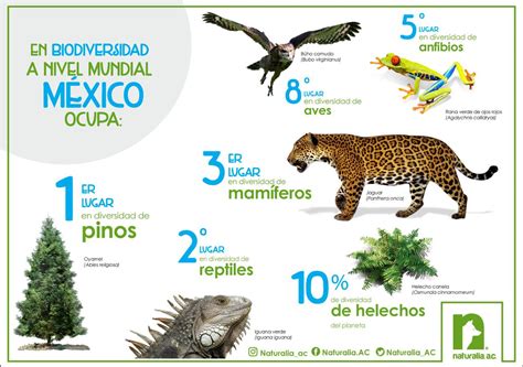 Biodiversidad En Mexico Por Que Es Un Pais Megadiverso Images