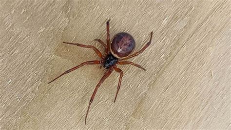 Local Woman Had To Receive Medical Treatment After Noble False Widow Spider Bite Westmeath