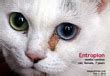 Chart of cat diseases, symptoms, treatment and prognosis. veterinary medicine, surgery, singapore, toa payoh vets ...