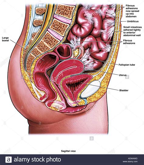 The nervous system of the abdomen, lower back, and pelvis contains many important nerve conduits that service this region of the body as well as the lower limbs. Abdominal and Pelvic Anatomy - Female Stock Photo - Alamy