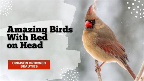 18 Amazing Birds With Red On Head Crimson Crowned Beauties