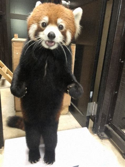 Stand Up Job Red Panda Rises To Twitter Fame With Parade Ground