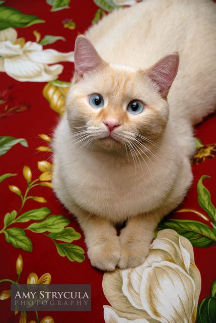 Flame Point Siamese Cat A Portrait Of A Blue Eyed Flame Po Flickr