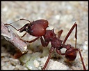 Invertebrados: Formiga saúva/ Pulga/ Gafanhoto
