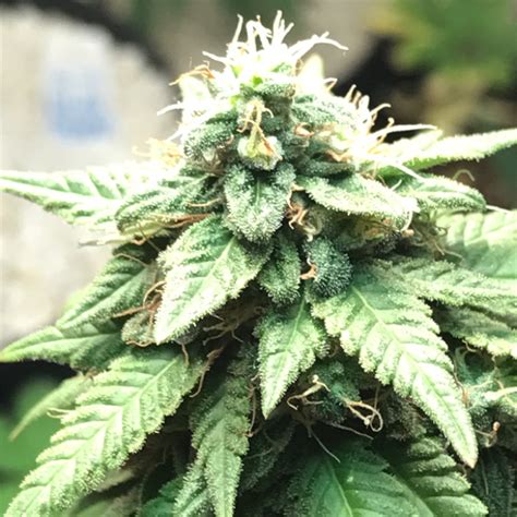How To Grow White Widow This Stage Is When Your Plant Will Start The