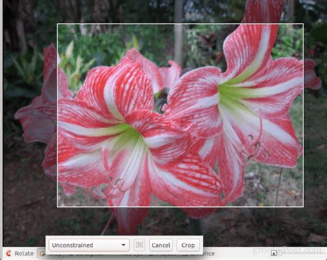 How To Crop An Image In Windows 10 Linux Macos Ios Or Android Groovypost
