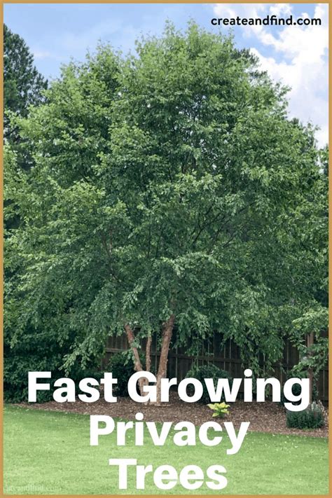 Fast Growing Privacy Trees In 2020 Fast Growing Trees Fast Growing