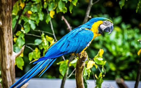 Macaw Parrot Bird Tropical 37 Wallpapers Hd Desktop And Mobile