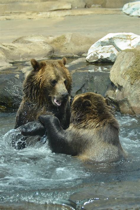 Bear Cub Fight 2 Charles Barilleaux Flickr