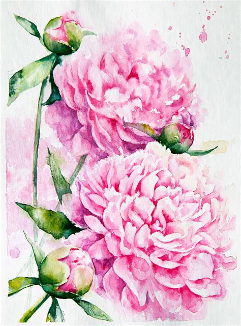 Watercolor Peonies Flower Drawing Flower Art Flower Painting