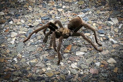 Tarantula Spider Road Stock Photo Image Of Brown Tarantula 162445042