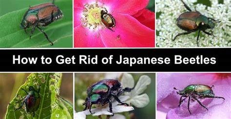 Japanese Beetles How To Get Rid Control And Kill Japanese Beetles