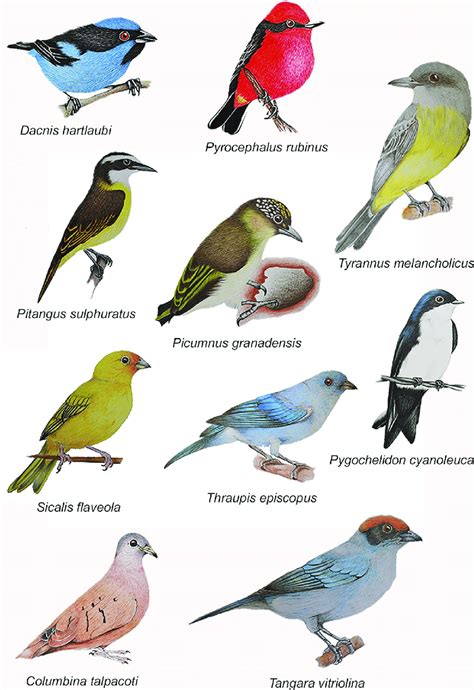 Panel Showing Some Representative Species Of The Bird Diversity In The