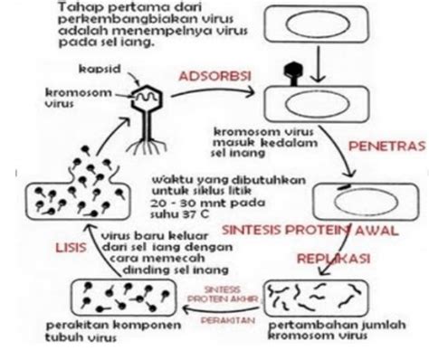 Gambar Pada Reproduksi Virus Berikut Dinamakan