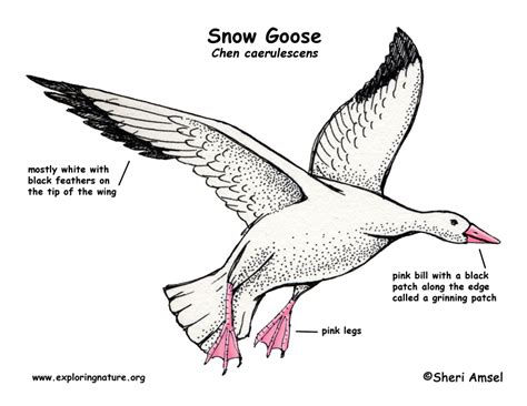 Goose Anatomy