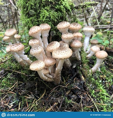 Edible Forest Mushroom Armillaria Mellea Autumn