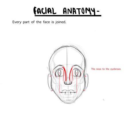 Why I Drew The Red Highlights In Step 5 15 Facial Anatomy Anatomy