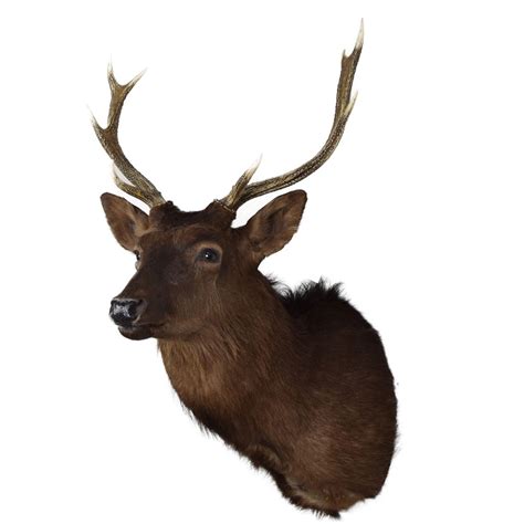 Sika Deer Black Sika Taxidermy Mounts For Sale And Taxidermy