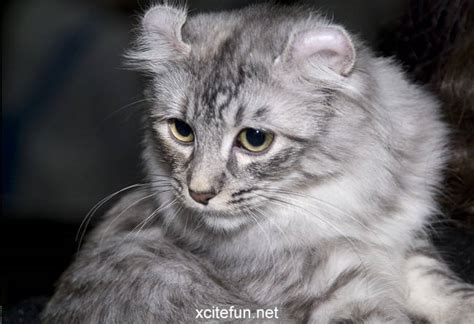 american curl cute curly cats xcitefunnet