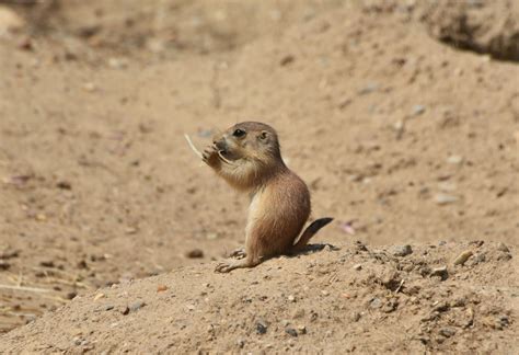 The Prairie Dog Pups Have Finally Emerged From Their Burrows Come See