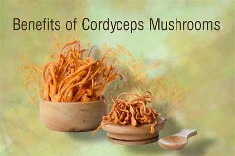 7 Cordyceps Benefits Mentioned In Scientific Studies And Side Effects