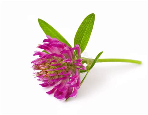 Pink Clover Stock Photo Image Of Botanical Beauty Floral 52571242
