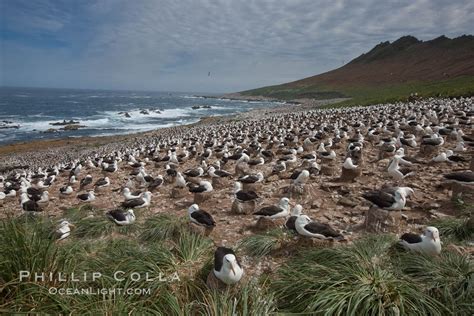 Black Browed Albatross Colony On Steeple Jason Island In The Falklands Falkland Islands United