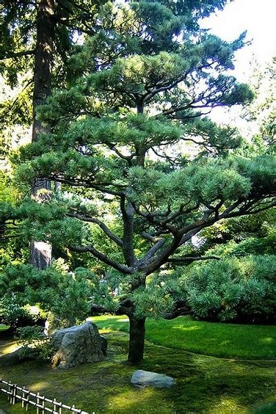 Buy Japanese Black Pine Trees Free Shipping Pinus Thunbergii 3
