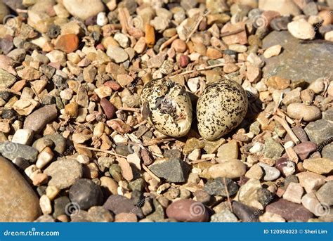 Newly Hatching Killdeer Chick Emerging From It S Egg Stock Image