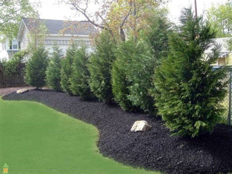 7 Fast Growing Evergreen Trees For Your Front Or Backyard Bob Vila