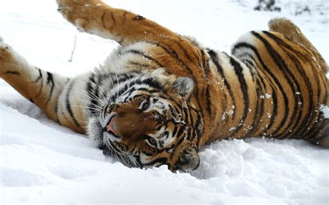 Tiger Playing In The Snow Wallpaper Animal Wallpapers 45699
