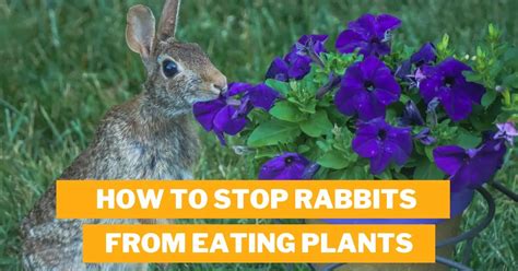 How To Stop Rabbits From Eating Plants 9 Practical Techniques