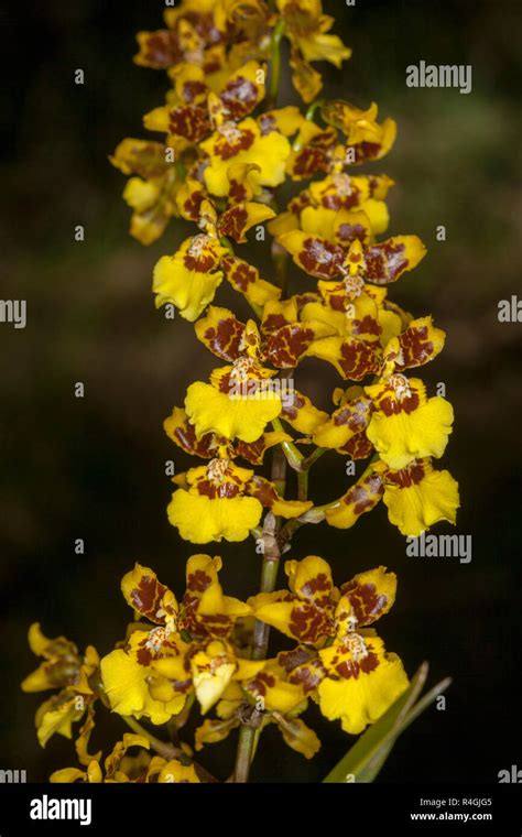 Tall Spike Of Yellow And Brown Flowers Of Oncidium Orchid Dancing Lady