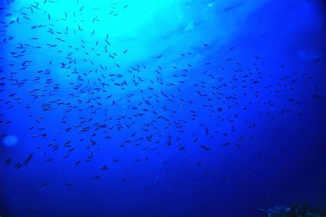 Premium Photo Flock Of Fish In The Sea Background Underwater View