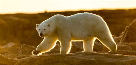 Researchers See Signs Of Chronic Stress In Polar Bears Blood Hakai